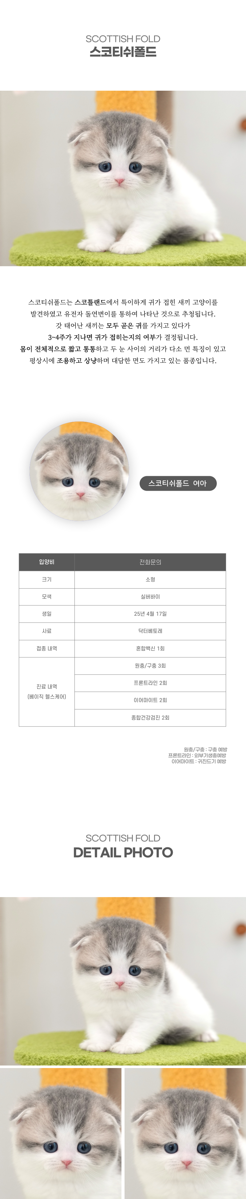 스코티쉬폴드_상세이미지_2